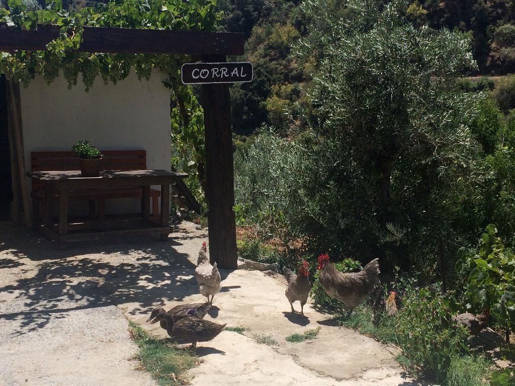 グエハル・シエラ Cortijo La Solanaゲストハウス エクステリア 写真